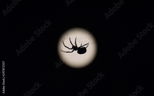 A silhouette of a spider on its web in front of the moon