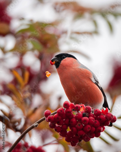 A male eurasian bullfinch eating rowan berries in autumn