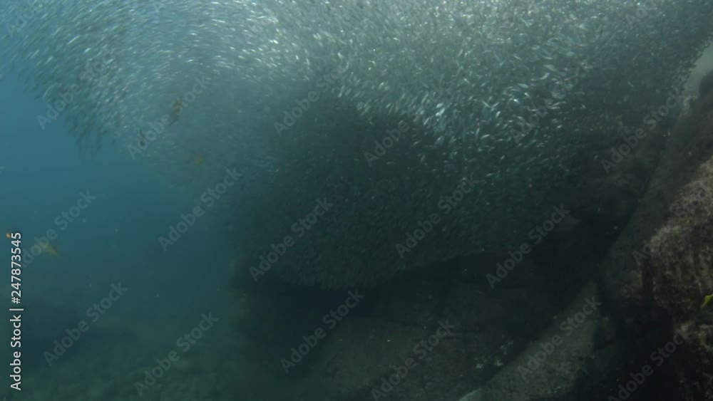 School of flatiron herring, islands of the Sea of Cortez, Mexico. School of flatiron herring, islands of the Sea of Cortez, Mexico.