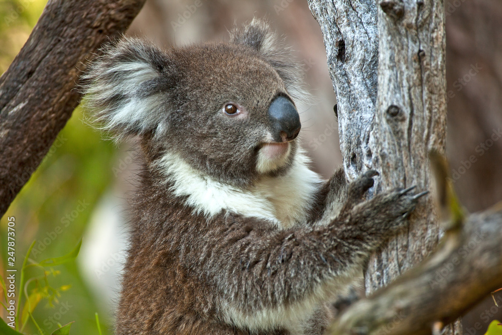 Obraz premium Koala bear in eucalyptus tree, portrait 