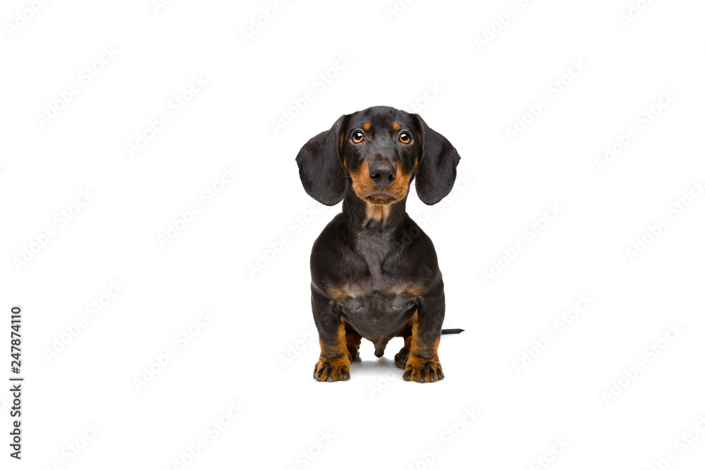 small young dachshund