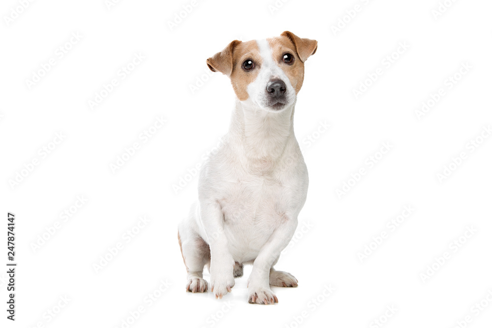 young jack russel terrier