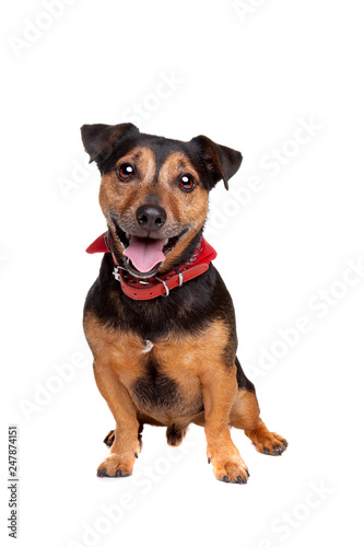 black and tan jack russel terrier