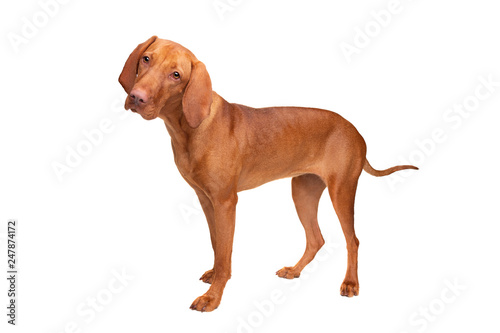 short haired Hungarian Vizsla