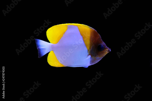 Yellow Pyramid Butterflyfish (Hemitaurichthys polylepis) photo
