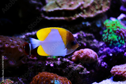 Yellow Pyramid Butterflyfish (Hemitaurichthys polylepis) photo