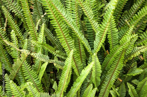 Fern (Blechnum penna marina), Flores Island, Azores, Portugal, Europe photo