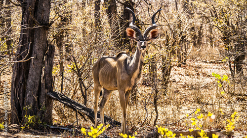 Billede på lærred Kudu looking attentively