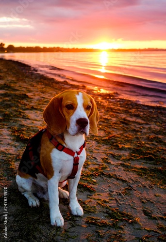 Beagle, male dog sits at sunset on the beach, Germany, Europe photo