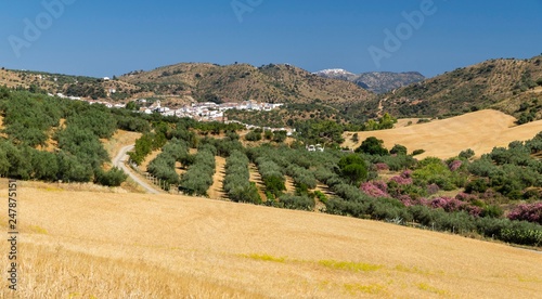 Landscape, Riogordo, Comares, Axarquia, Province of Malaga, Andalusia, Spain, Europe photo