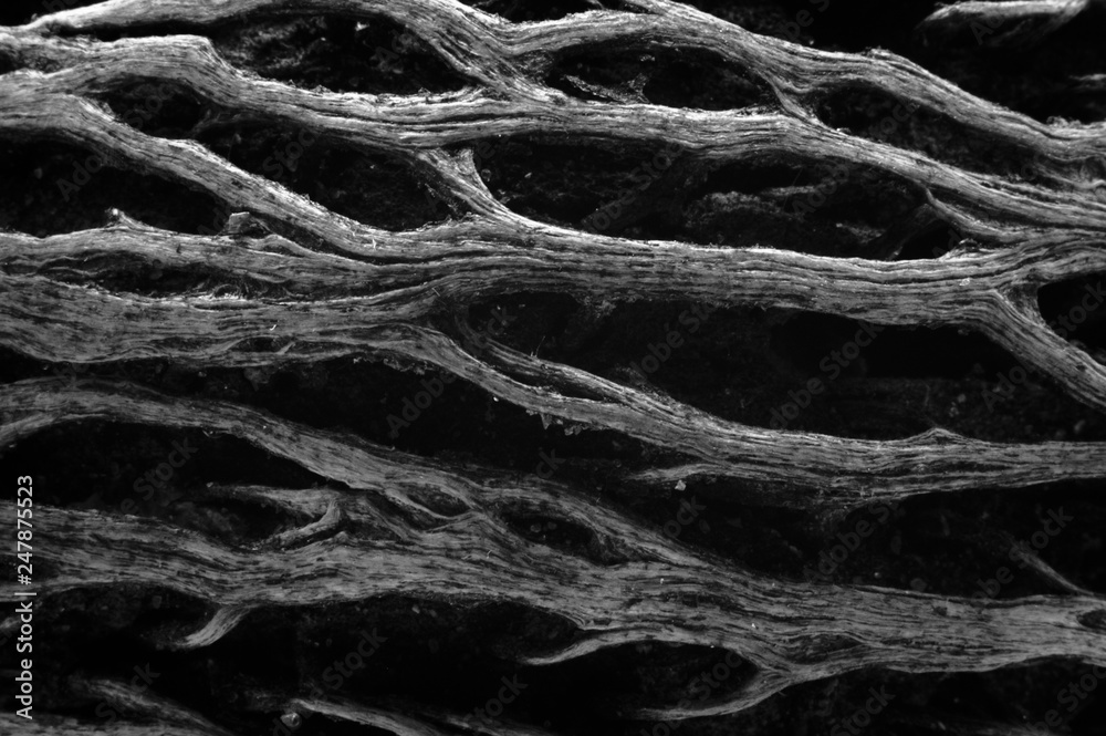 Roots, abstract background of texture Roots, abstract background of texture