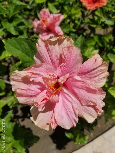 Hibiscus calyphyllus