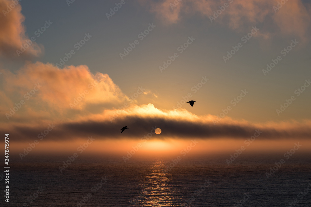 pajaros al atardecer pajaros al atardecer