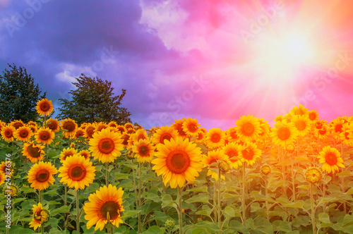 Field of blooming sunflowers on a background sun