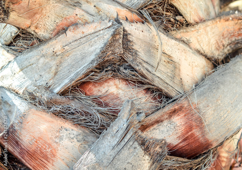 Close up of trunk of palm tree surface background texture pattern.