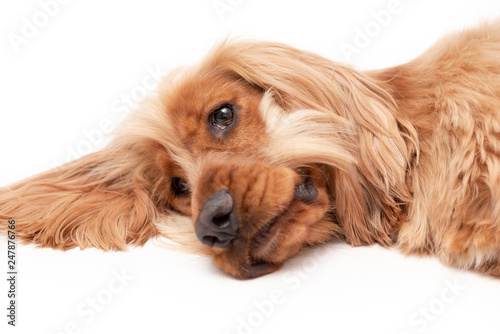 A golden ginger Cocker Spaniel dog isolated on white background photo