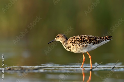 Ruff (Philomachus pugnax), in shallow waters, Kiskunsag National Park, Hungary, Europe