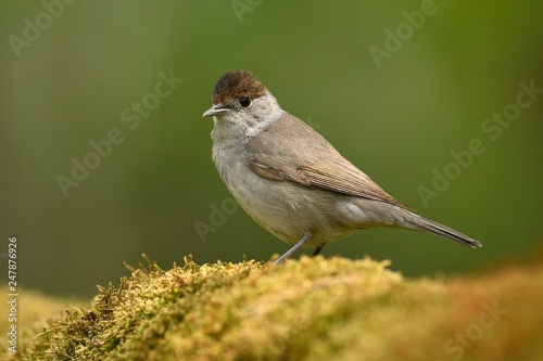 Blackcap (Sylvia atricapilla), female stands on moss, National Park Kiskunsag, Hungary, Europe photo