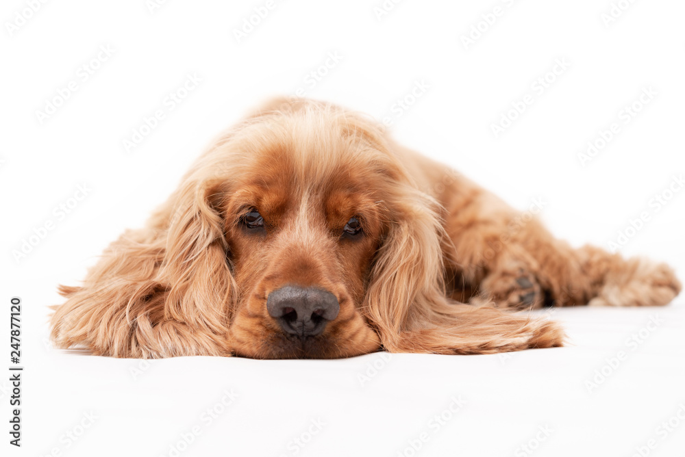 A golden ginger Cocker Spaniel dog isolated on white background laying down