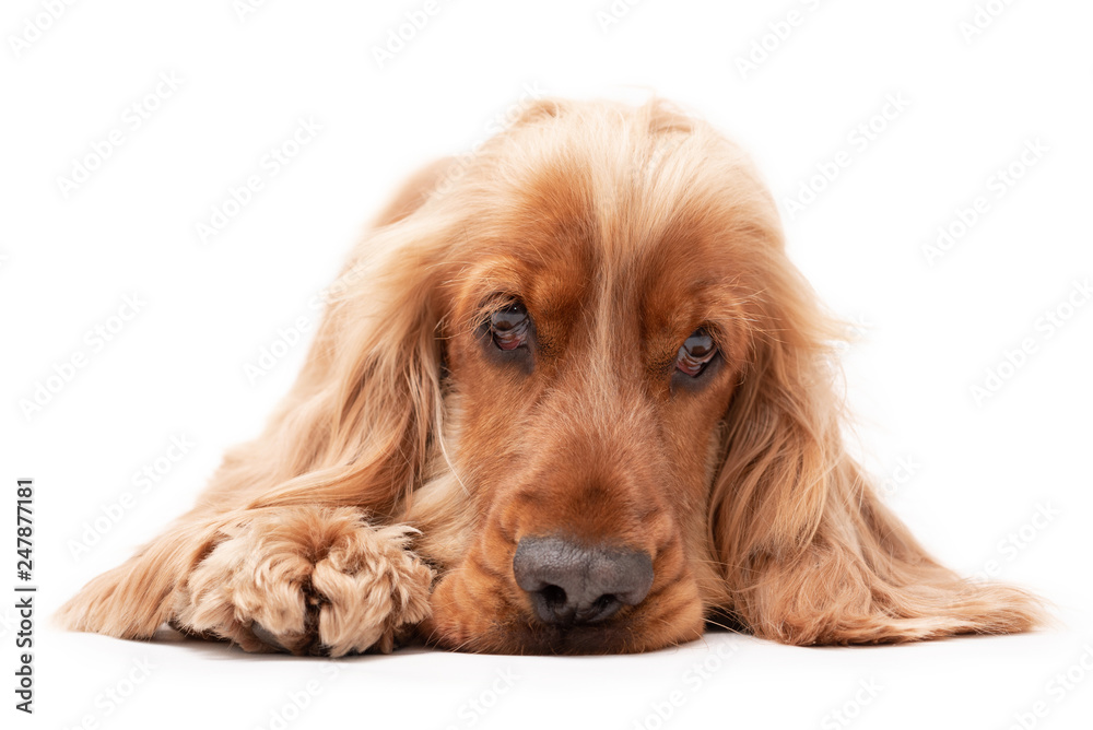 A golden ginger Cocker Spaniel dog isolated on white background laying down A golden ginger Cocker Spaniel dog isolated on white background laying down