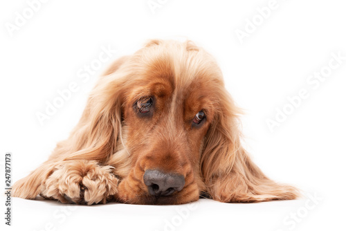 A golden ginger Cocker Spaniel dog isolated on white background laying down © Life in Pixels