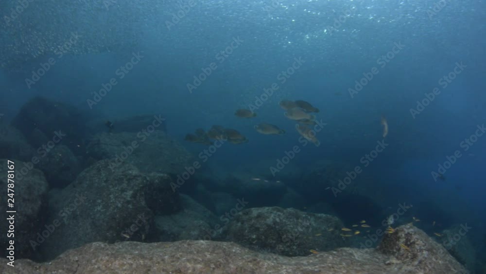 Group of parrotfish feeding on a coral reef, Sea of cortes, Mexico. Group of parrotfish feeding on a coral reef, Sea of cortes, Mexico.