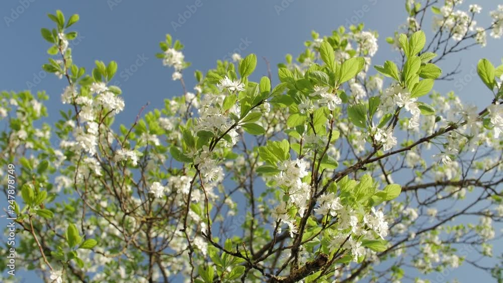Blossoming tree of plum on background of blue sky. Branches of blossoming plum tree. Blossoming tree of plum on background of blue sky. Branches of blossoming plum tree.