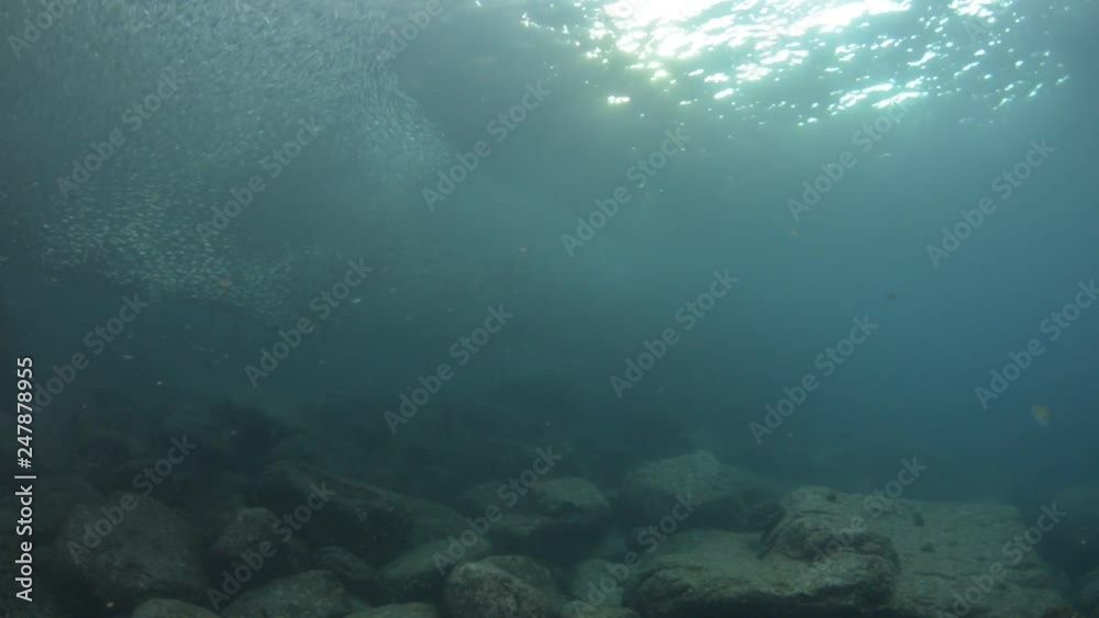 School of flatiron herring, islands of the Sea of Cortez, Mexico.