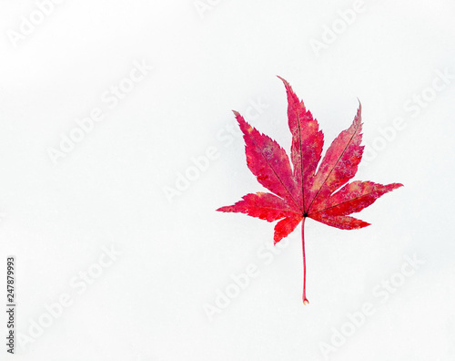 Red maple leaf on first winter white and clean snow