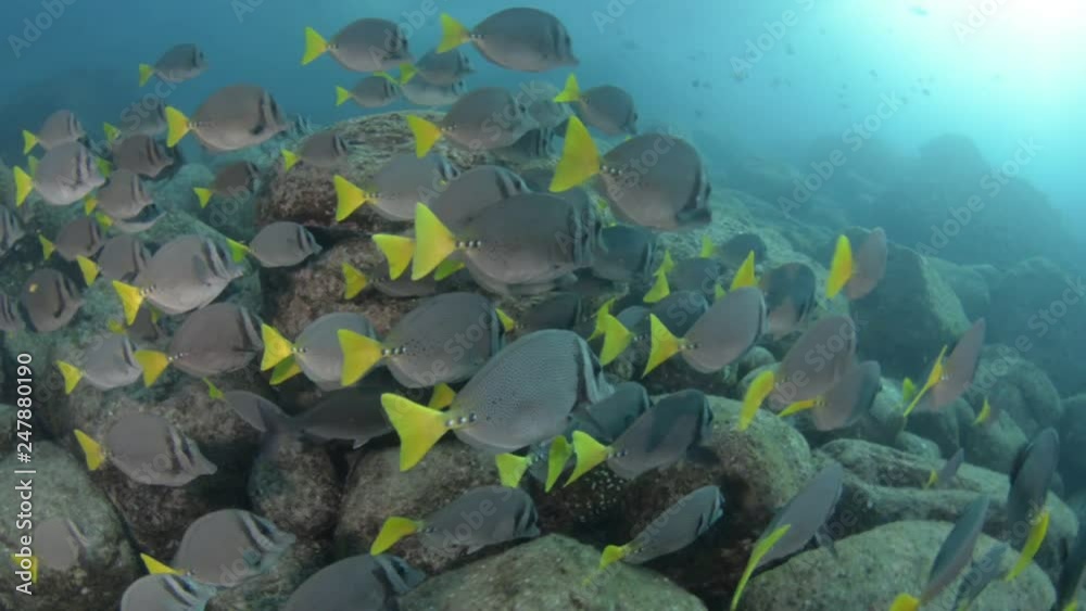 Surgeonfish. reefs of the Sea of Cortez, Pacific ocean. Cabo Pulmo, Baja California Sur, Mexico. Surgeonfish. reefs of the Sea of Cortez, Pacific ocean. Cabo Pulmo, Baja California Sur, Mexico.