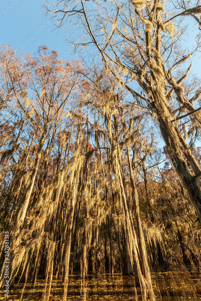 Fototapeta premium Caddo Lake State Park