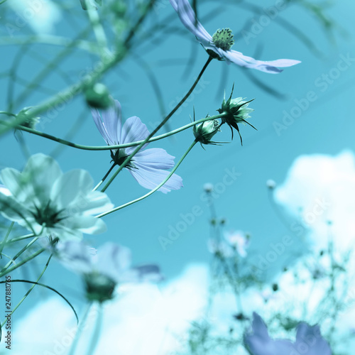 Beautiful cosmos flowers against blue sky. Meadow plant