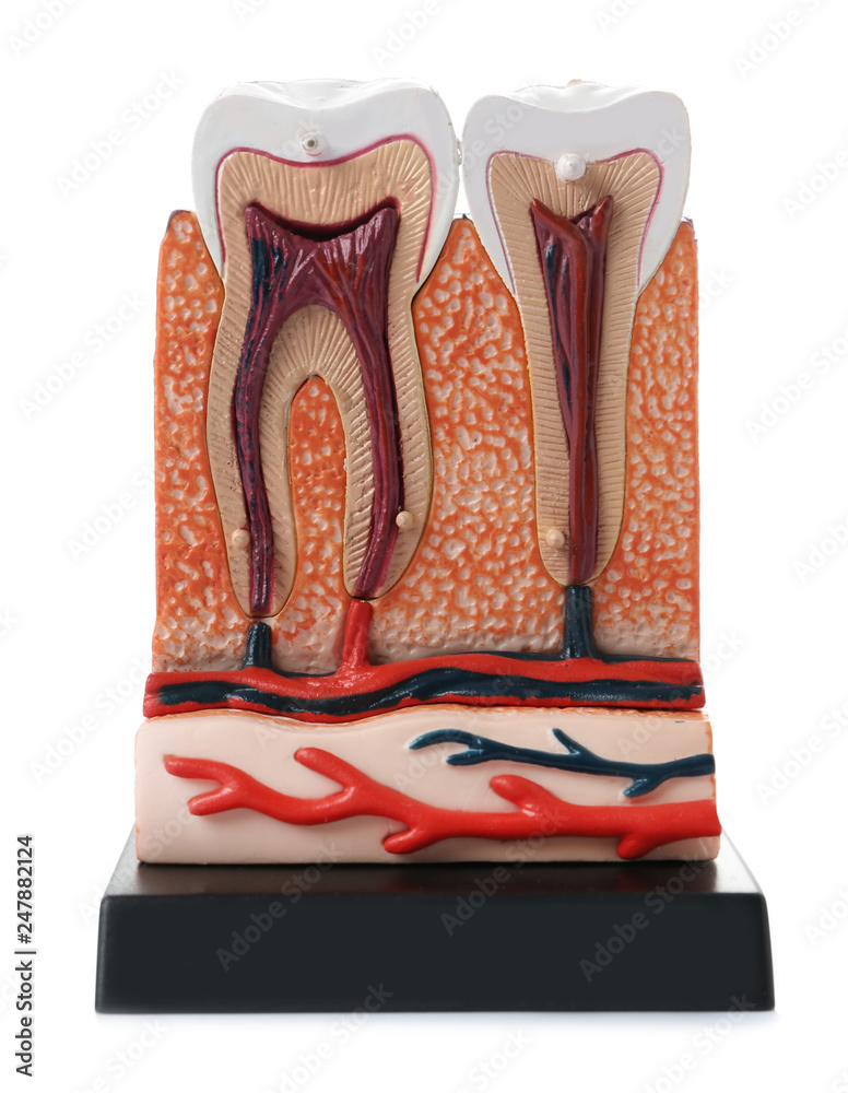 Educational model of jaw section with teeth on color background Educational model of jaw section with teeth on color background