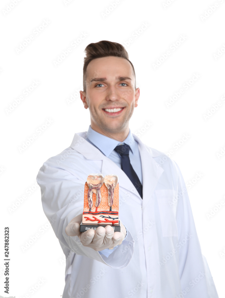 Male dentist holding teeth model on white background Male dentist holding teeth model on white background