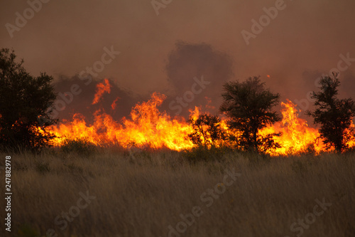 bushfire in grassland with trees