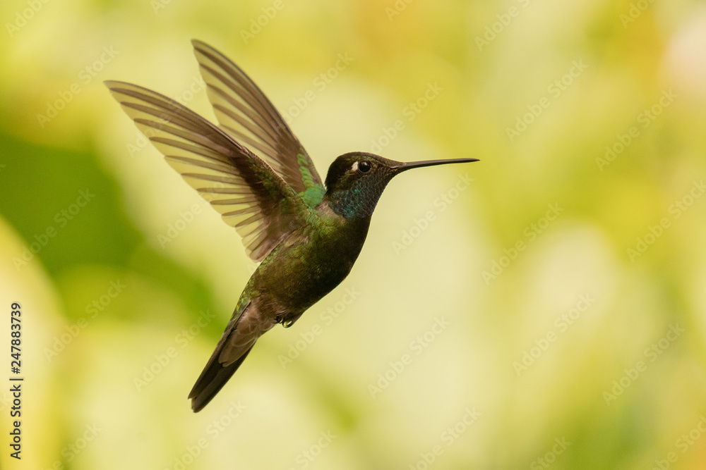 Fototapeta premium Colibrí