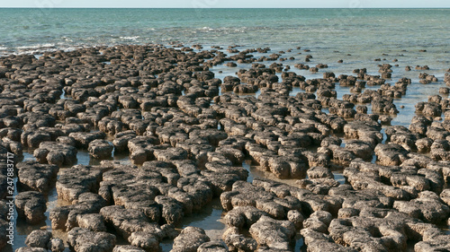stromatolites structures formed in shallow water  photo