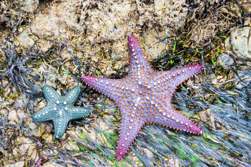 Picture of purple and blue starfish on a beach in Tanzania  Africa.