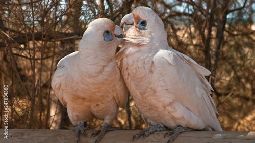 two little corellas close together  photo