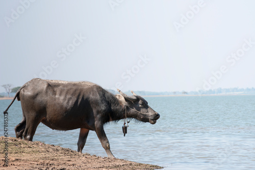 water buffalo beside the river