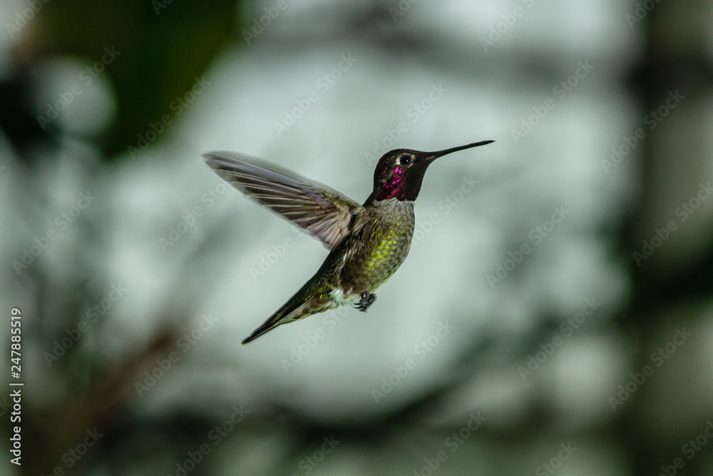 Fototapeta premium Hummingbird