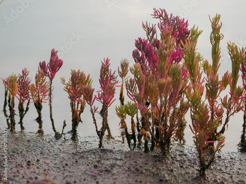 Suaeda maritima is a species of flowering plant in the amaranth family. herbaceous seepweed and annual seablite photo
