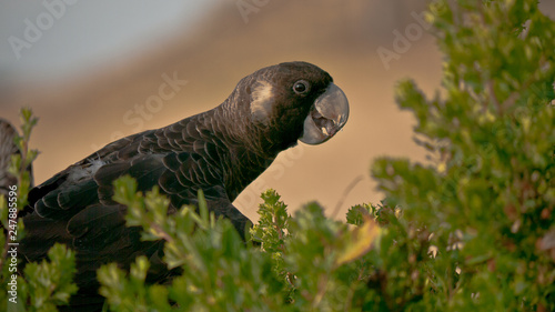 red-tailed black cockatoo eating wild fruits photo