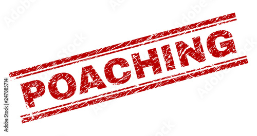 POACHING seal stamp with corroded texture. Red vector rubber print of POACHING caption with scratched texture. Text caption is placed between double parallel lines.