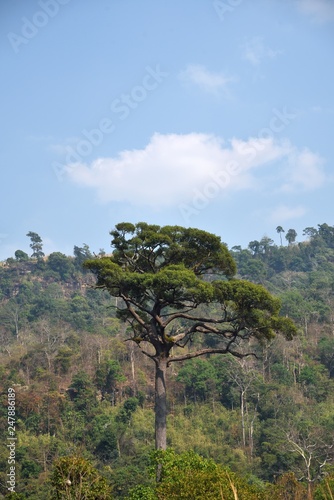 big tree on mountain and sky background