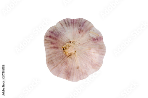 Garlic is a native spice used in cooking, images isolated on whi