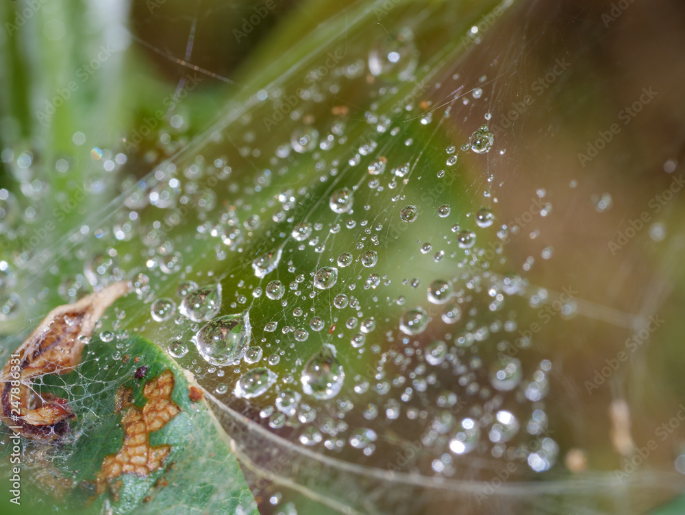 Water droplets on a spider web in nature. Dew on a spider web Water droplets on a spider web in nature. Dew on a spider web