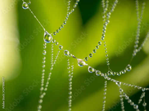Water droplets on a spider web in nature. Dew on a spider web