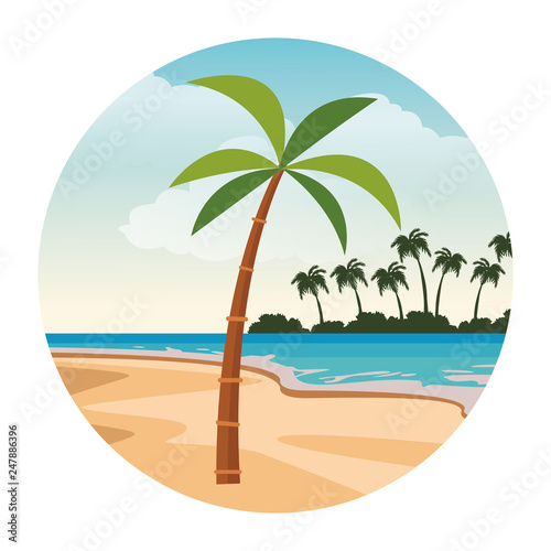 palm tree cartoon