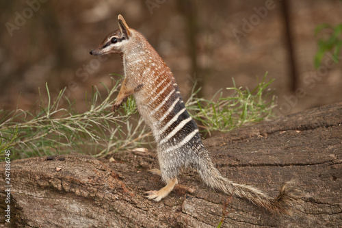 numbat, an emblem of western australia photo